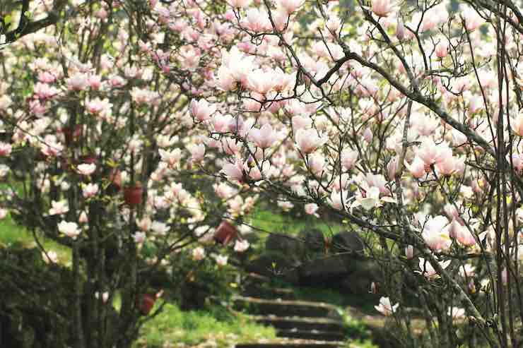 Giardino fiori